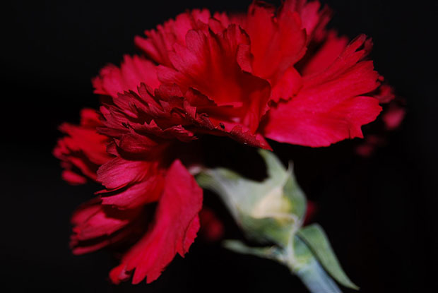 carnation revolution Estado Novo people's history trade union history women history working class portuguese revolution portugal raquel varela Lisbon coup